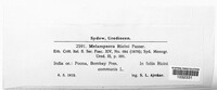 Melampsora euphorbiae image